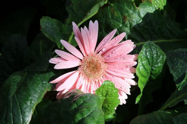 冬日溫室裡的收穫