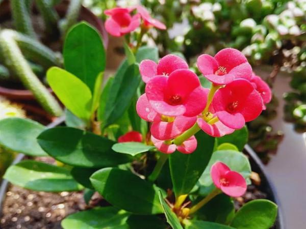 10月養這“6種花”,切記要多曬,利於生長和開花 10月養這“6種花”,切記要多曬,利於生長和開花