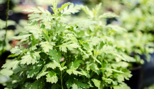 “世”說新語｜從“三年之艾”感悟中醫治未病的養生之道