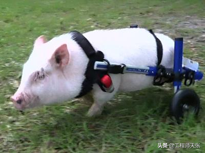 廣東“豬堅強”天生只有兩條前腿，仍頑強活著！我們沒理由不努力