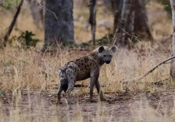 世界美景,我們共賞@非洲獅據點彭賈裡公園 世界美景,我們共賞@非洲獅據點彭賈裡公園