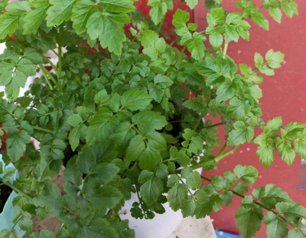 5個菜根頭別扔，插土裡就能活，一個月就能長成小菜園