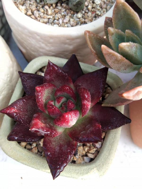 對比照記錄多肉驚豔變化，想要多肉變美，做到這幾步，千萬別忽視