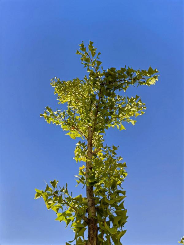 隨筆：《晚年如詩》