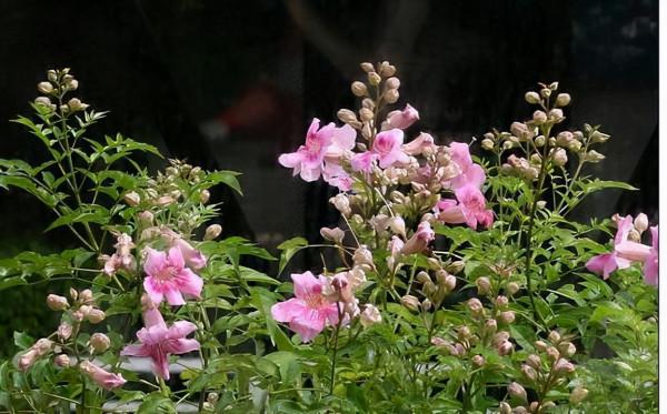 寶釵前世之迷：藤精草怪全靠石頭滋養，人沒修好就妄想做神