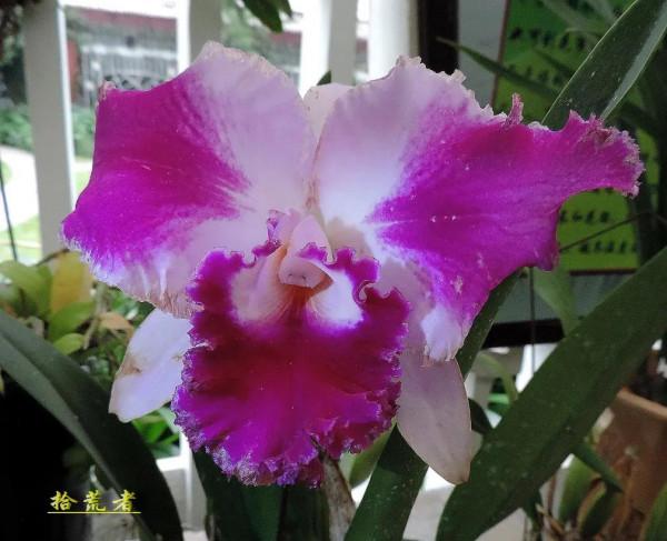 卡特蘭，雍容華麗，嬌豔多姿。譽稱&OpenCurlyDoubleQuote;洋蘭之王&rdquo;