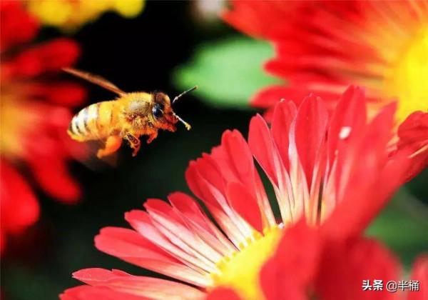 不同生物之間是如何相處的？物種間的相愛相殺：競爭、掠奪、共生