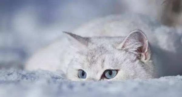 我本是寒冬裡艱難的流浪貓，但感謝命運的安排，讓我遇見了她