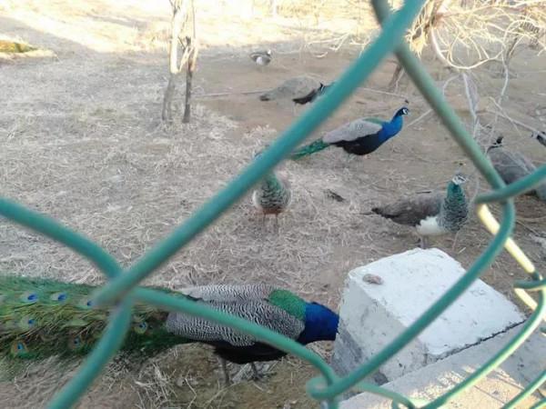 春寒料峭的森林公園