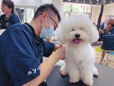 憑著寵物美容手藝 她幫助600只流浪犬找到新主人 憑著寵物美容手藝 她幫助600只流浪犬找到新主人