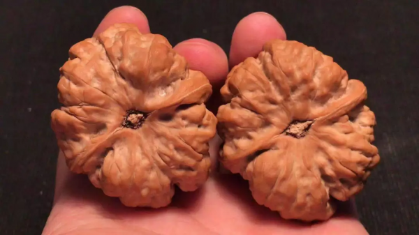 四道雙開背，八面蛤蟆尊