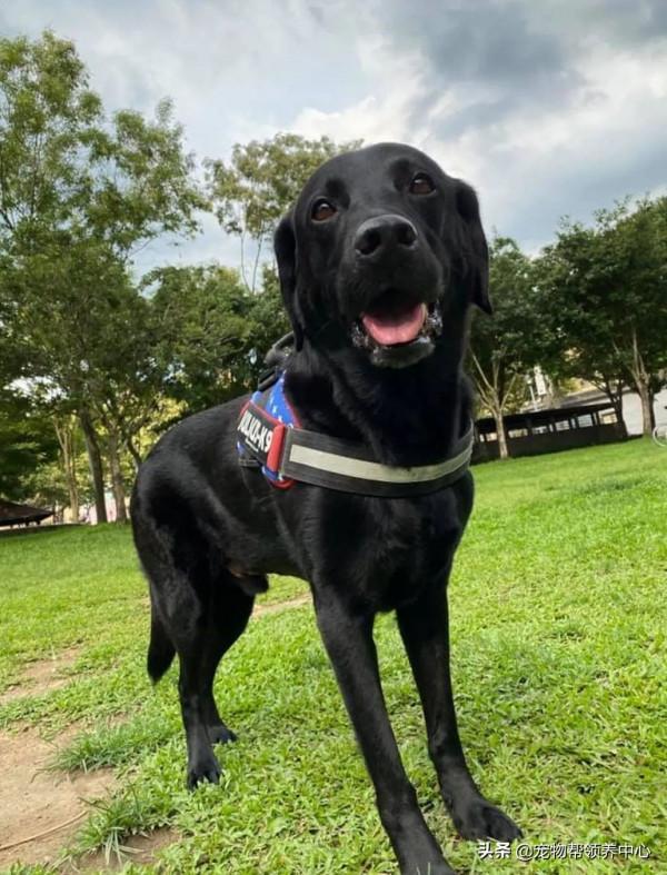 退休導盲犬竟還記得8年前的主人！主人哭了：“我真的太激動了”