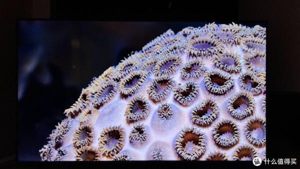 不止是大！雷鳥75怒換某86寸電視全過程