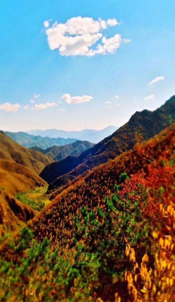 京西最美紅葉季即將來臨