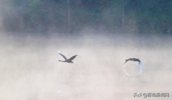 美到不捨得眨眼！來德保，邂逅黑天鵝