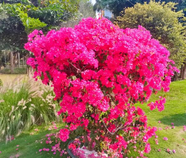 觀賞精品杜鵑 觀賞精品杜鵑