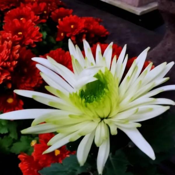 進入最佳觀賞期 進入最佳觀賞期