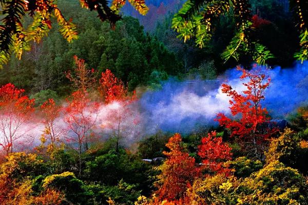 秋天來了，廣東楓葉已經美翻了，是觀賞好時節