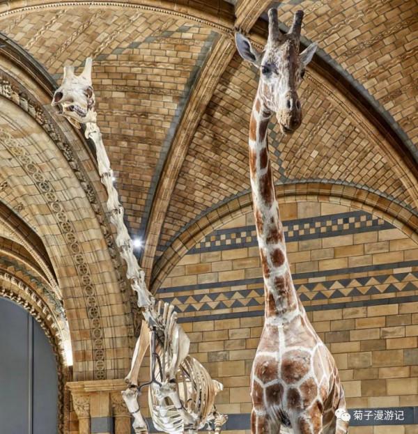 管道穿行間,遊遍倫敦—博物館篇之自然歷史博物館(下) 管道穿行間,遊遍倫敦—博物館篇之自然歷史博物館(下)