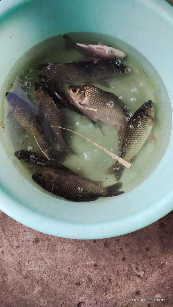 「十週年」野釣小河溝，大爺送鯽魚，這次終於找到了大爺的快樂