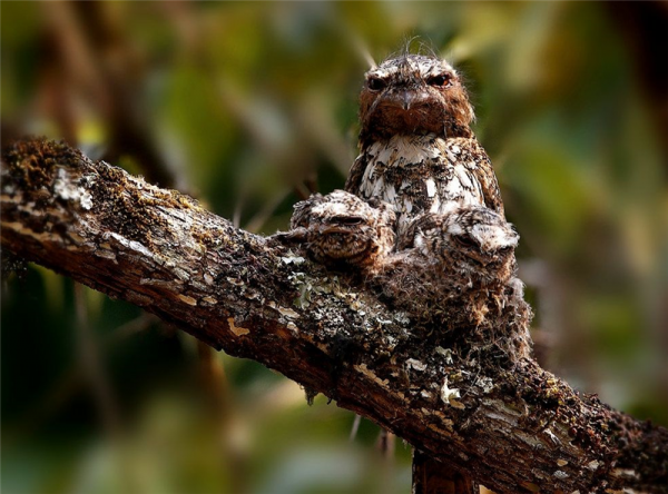是鳥還是樹？這種鳥會“隱身”，即使在你面前，你也認不出它