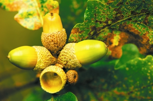 海蜘蛛用5億年親身證明一個道理：“只要足夠廢物，就沒天敵”