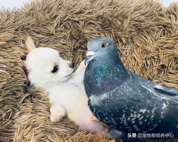 鴿子和狗狗靠在一起，模樣超幸福，其實它們不能飛，不能走...