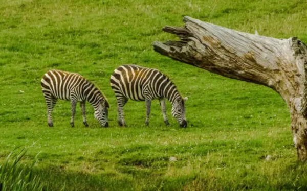 寵物到底用不用喂鹽?為什麼野生動物不用吃鹽,而人卻不吃不行? 寵物到底用不用喂鹽?為什麼野生動物不用吃鹽,而人卻不吃不行?