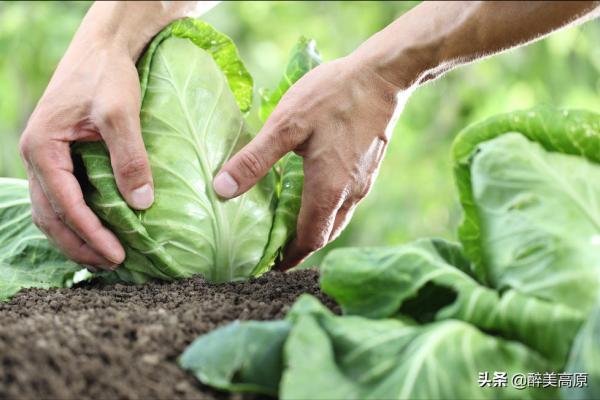 抒情散文:外婆的菜園子 抒情散文:外婆的菜園子
