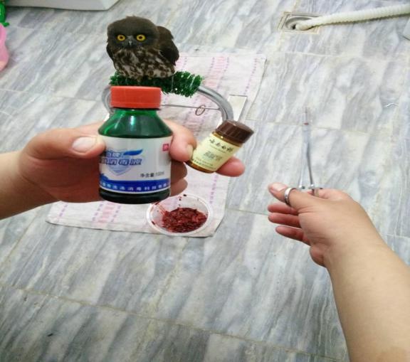 90後​“猛禽醫生”：救治的蒼鷹在天空飛行1000多天了