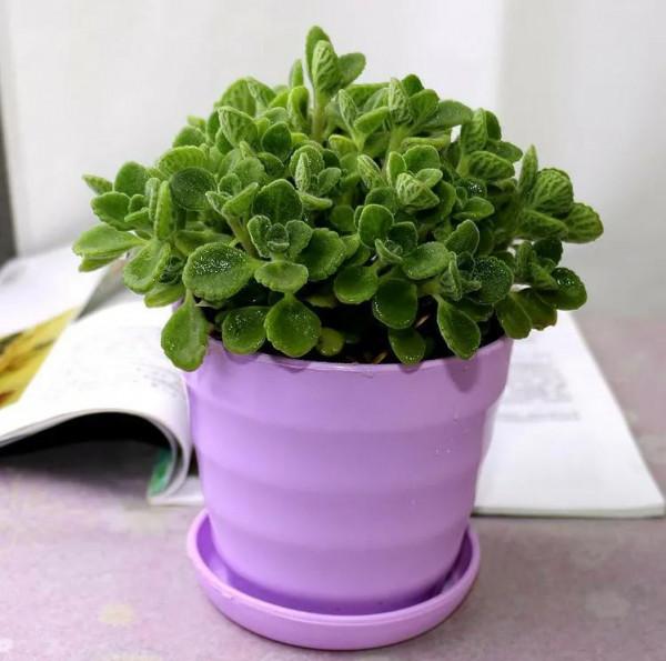 碰碰香“脾氣”大，一不小心就散發清香，家裡養一盆，很有好處