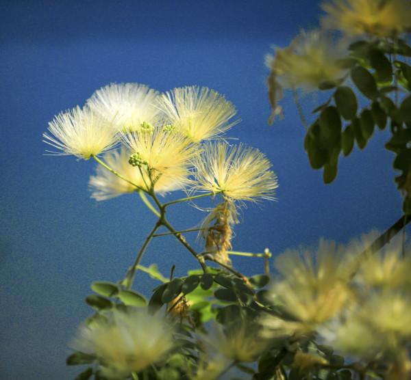 合歡花綻妍 合歡花綻妍