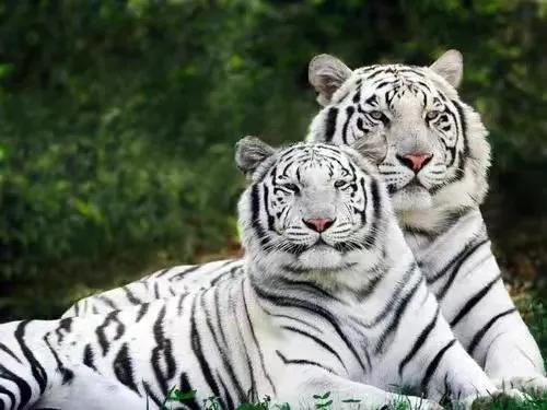 寧遇豺狼，不碰白虎！到底“白虎”為何物