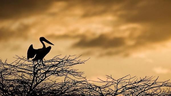 河邊鵜鶘生活高畫質桌布圖片