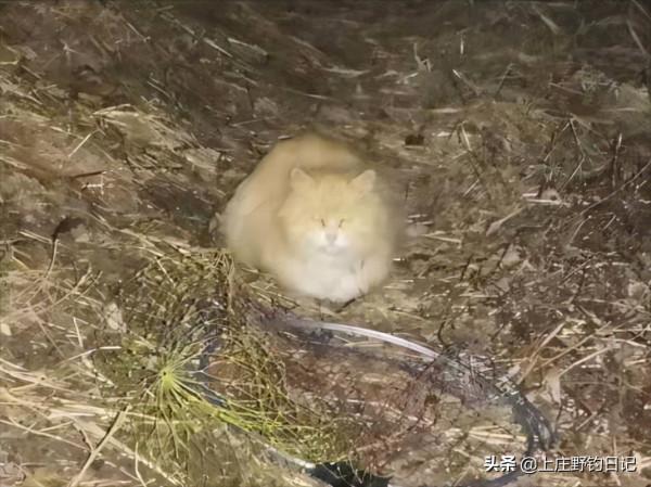 釣魚日記——2021年11月28日