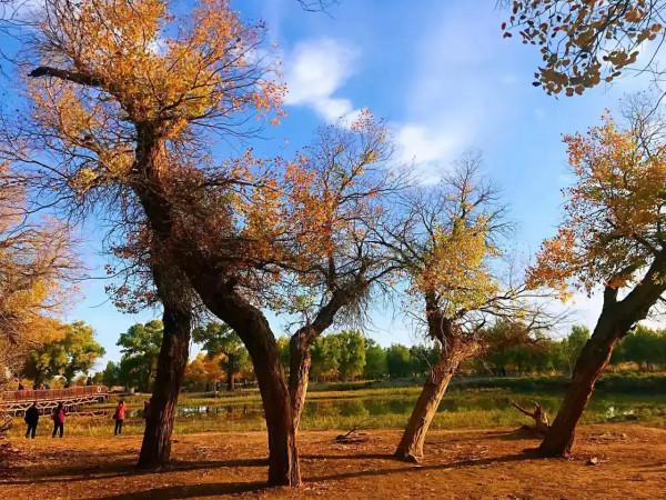 胡楊林，數不盡的人間美景