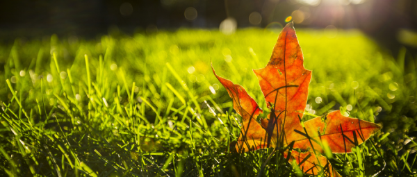 林琳診室 | 秋燥來襲，請收下這份養肺須知