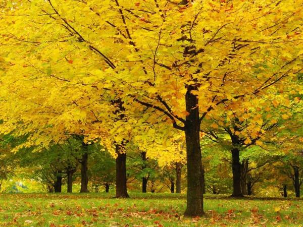 佛蒙特森林風光