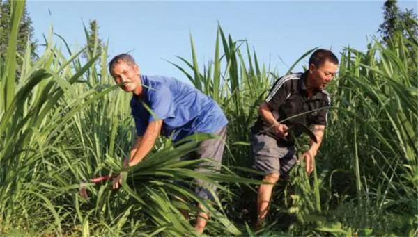 畝產30噸，種一次能收割15年！種植巨菌草真的可以賺錢嗎？