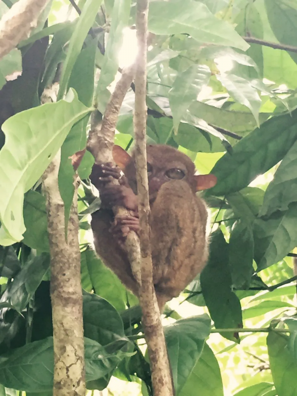 菲律賓—薄荷島遊記 菲律賓—薄荷島遊記