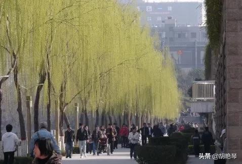 柳：綠柳才黃半未勻，古詩詞裡的柳文化