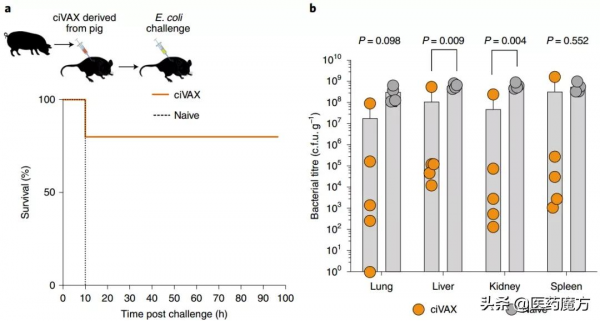 解決微生物耐藥的大突破：哈佛開發出雙技術加持的廣譜抗感染疫苗