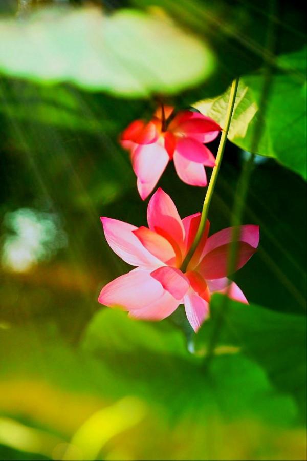 《百花集》（二百五十二）