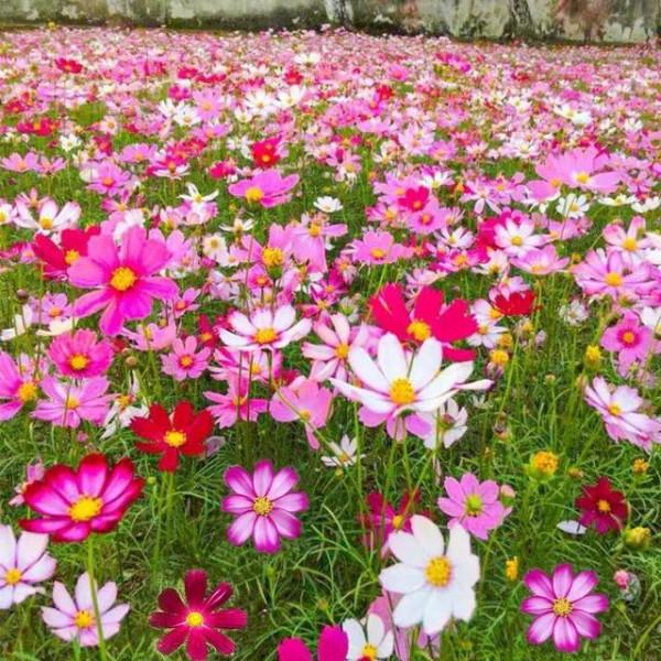 格桑花 ▏幸福，美好時光