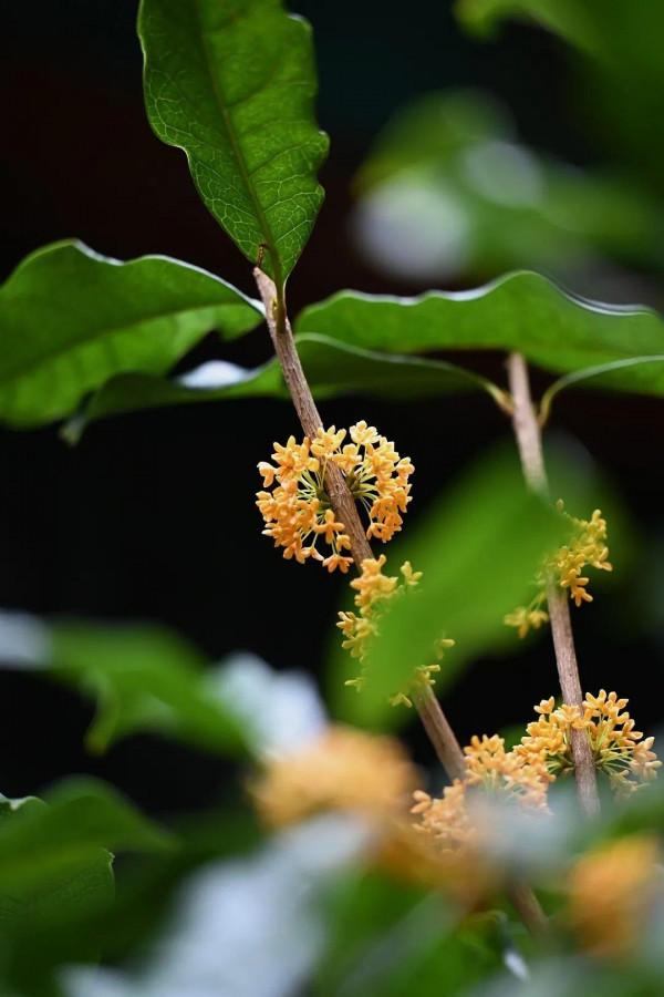 桂子月中落 天香雲外飄 | 頤和園古桂飄香