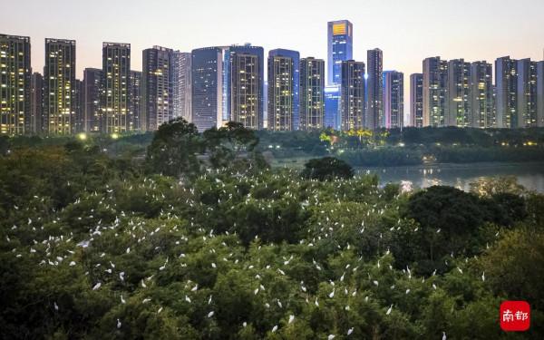 現場：白鷺翔集，密密麻麻飄飛如雪片，樓群成背景