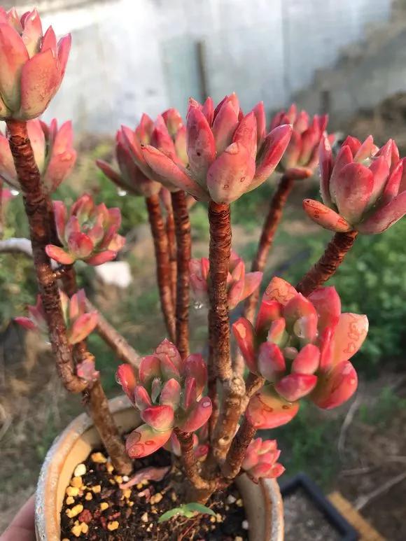 元旦前，“七種花”趕緊搬到陽臺上凍一凍，生長茂盛，花苞呼呼冒