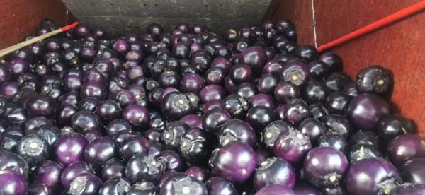 北京新發地:菠菜、西葫蘆、香菜、豇豆等多種蔬菜價格下降,老百姓菜籃子輕了 北京新發地:菠菜、西葫蘆、香菜、豇豆等多種蔬菜價格下降,老百姓菜籃子輕了