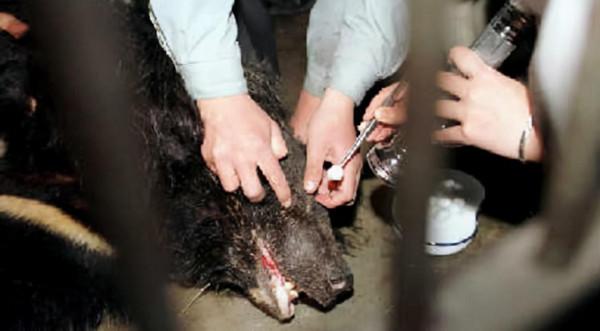 19年前北京“硫酸傷熊事件”的清華大學生,從天之驕子到學校之恥 19年前北京“硫酸傷熊事件”的清華大學生,從天之驕子到學校之恥