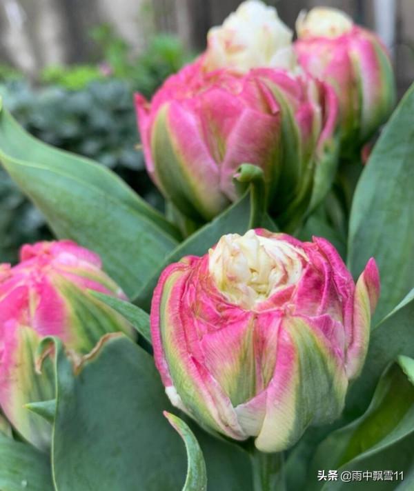 盆栽鬱金香，做好這5點，花開豔麗美如畫，妝點居家必備花